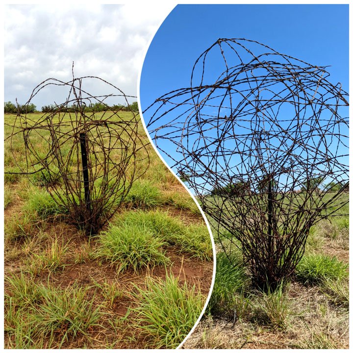 Texas Tumbleweed