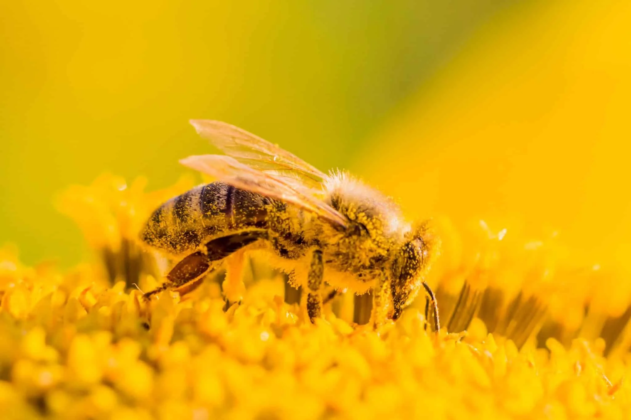 pollen.jpeg