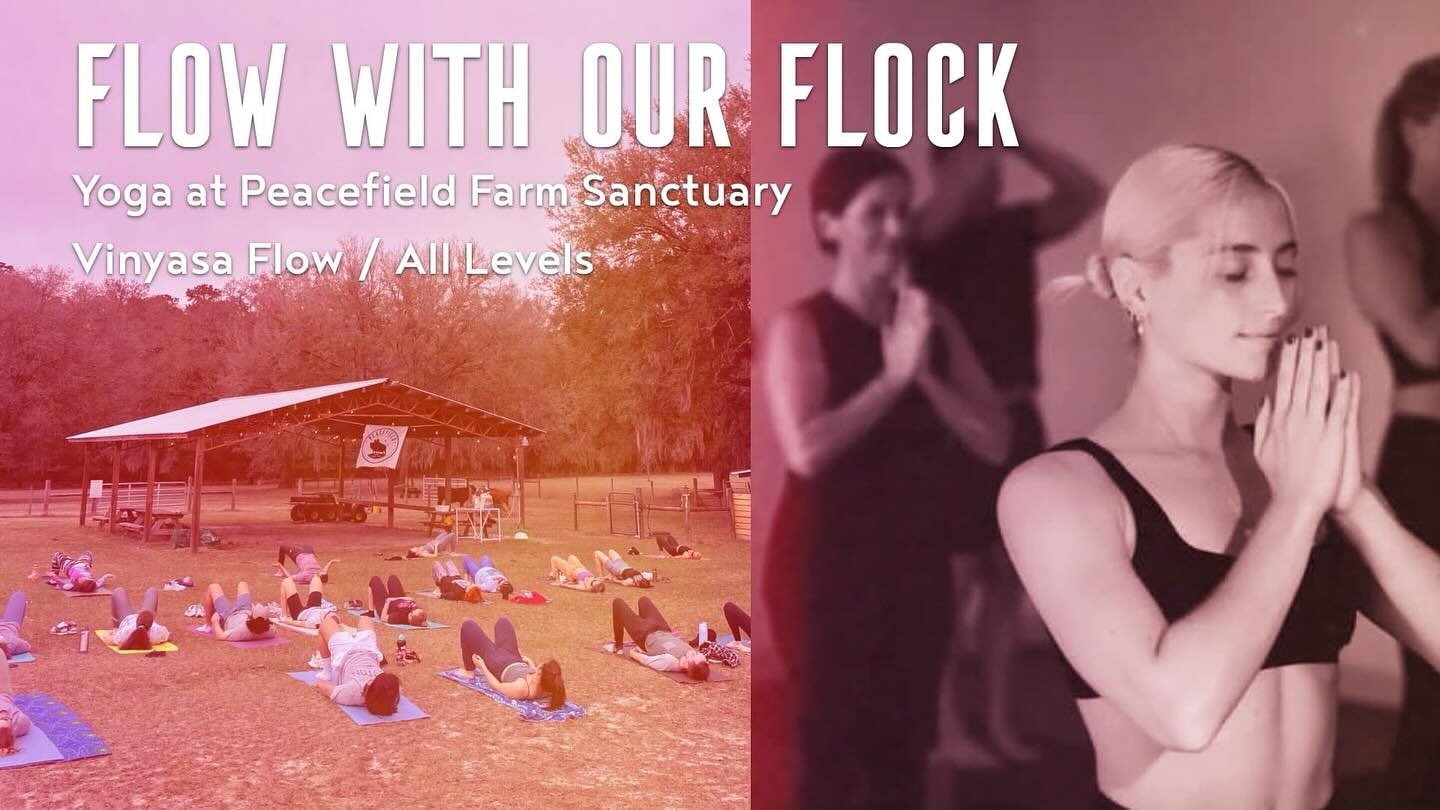 Yoga TODAY at 6pm ✨ Sunday April 14th: Join us for a sunset vinyasa flow class at Peacefield Farm Sanctuary taught by the wonderful Jordan 🩷. Accessible for all levels but you&rsquo;ll definitely get a work out if you&rsquo;d like! All are welcome. 