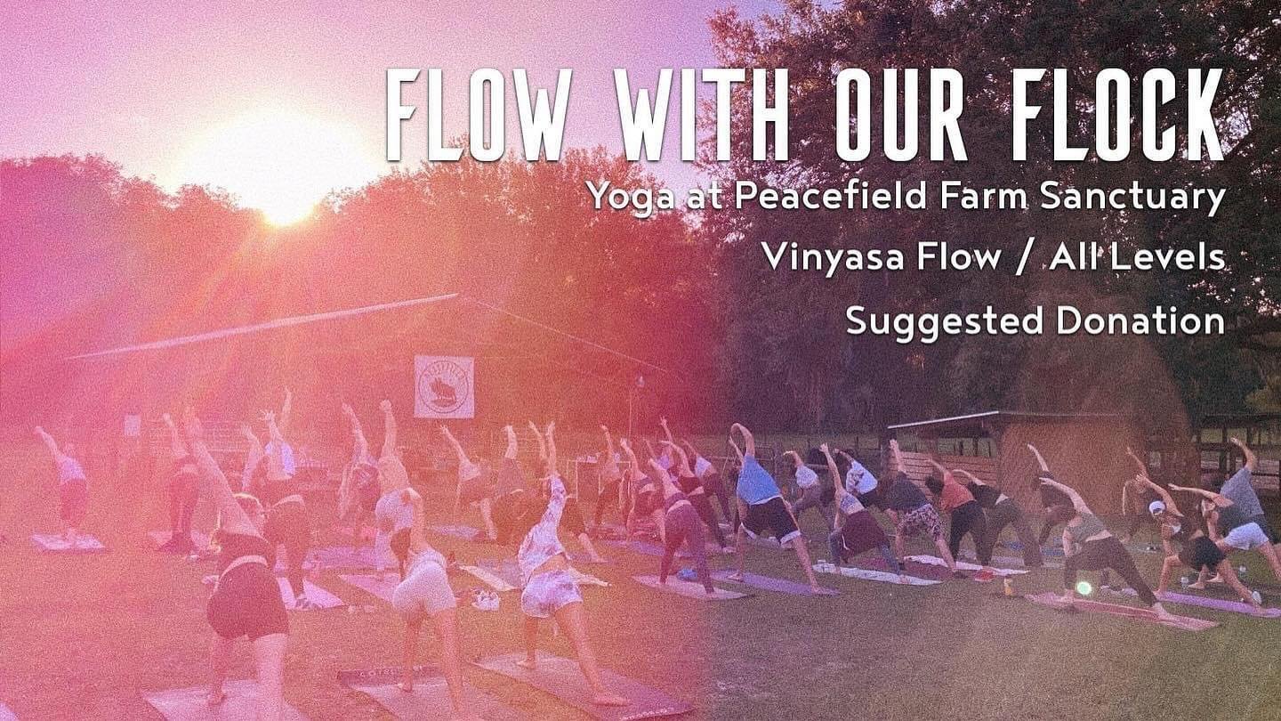 Yoga TODAY at 6pm ✨ Sunday April 21st: Join us for a sunset vinyasa flow class at Peacefield Farm Sanctuary taught by Bob 🩵. Accessible for all levels but you&rsquo;ll definitely get a work out if you&rsquo;d like! All are welcome. We&rsquo;ll of co