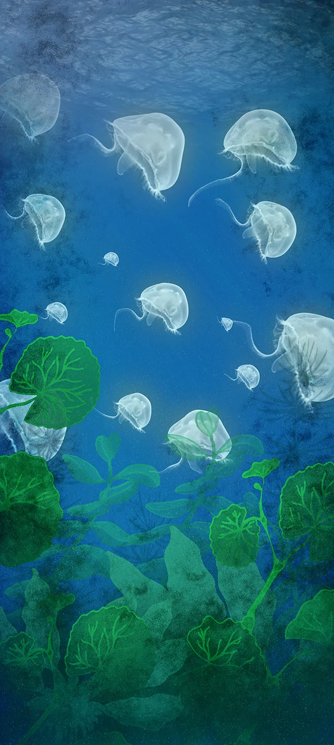 Herrera_Art_Box_Jellies_04.jpg