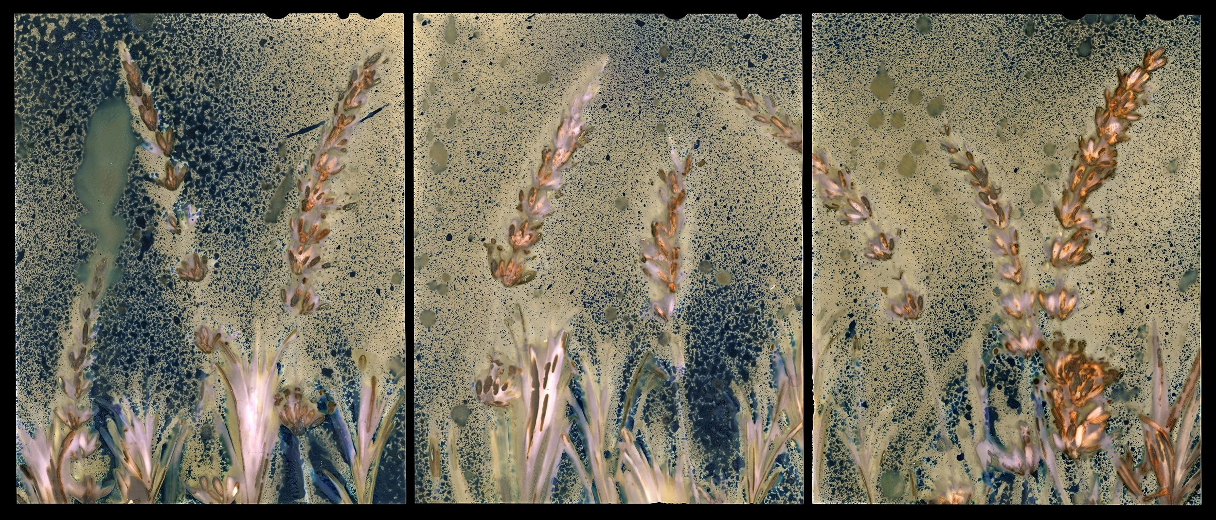 Cameraless Landscape : Lavender