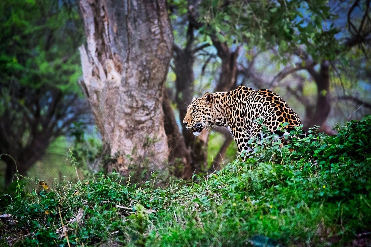 #Adventure #photography #Adventureisworthwhile #Beauty #Travel #exploration #SCAD #wildlife #southafrica #lepoardspotted