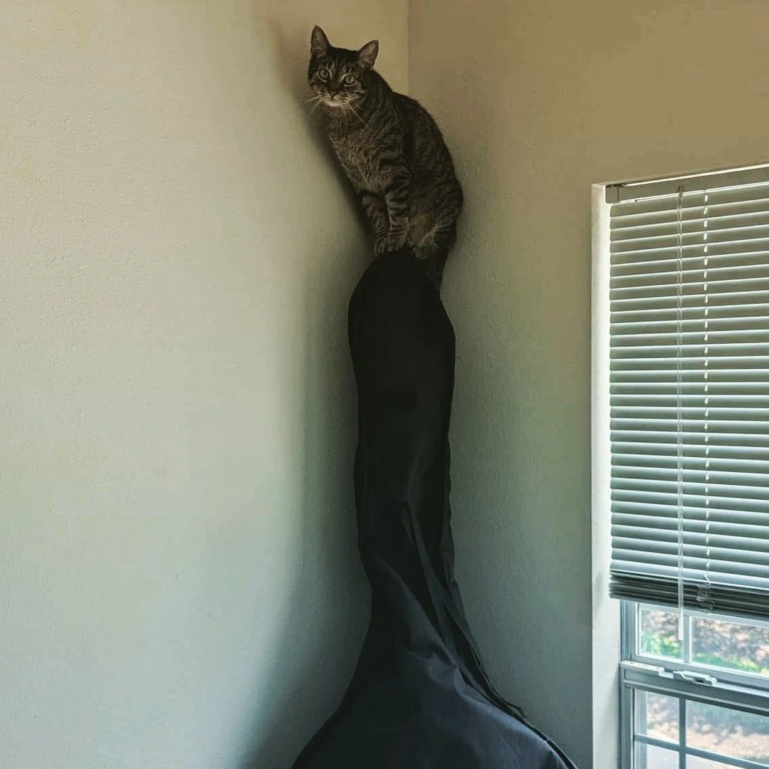 If anyone's interested in taking lessons with me for the Fall (bass - classical, jazz, electric, theory/composition/arranging) now's the time. Here's some things I've got going on so far:

- Year 2.5 at Jefferson College, teaching Music Appreciation 