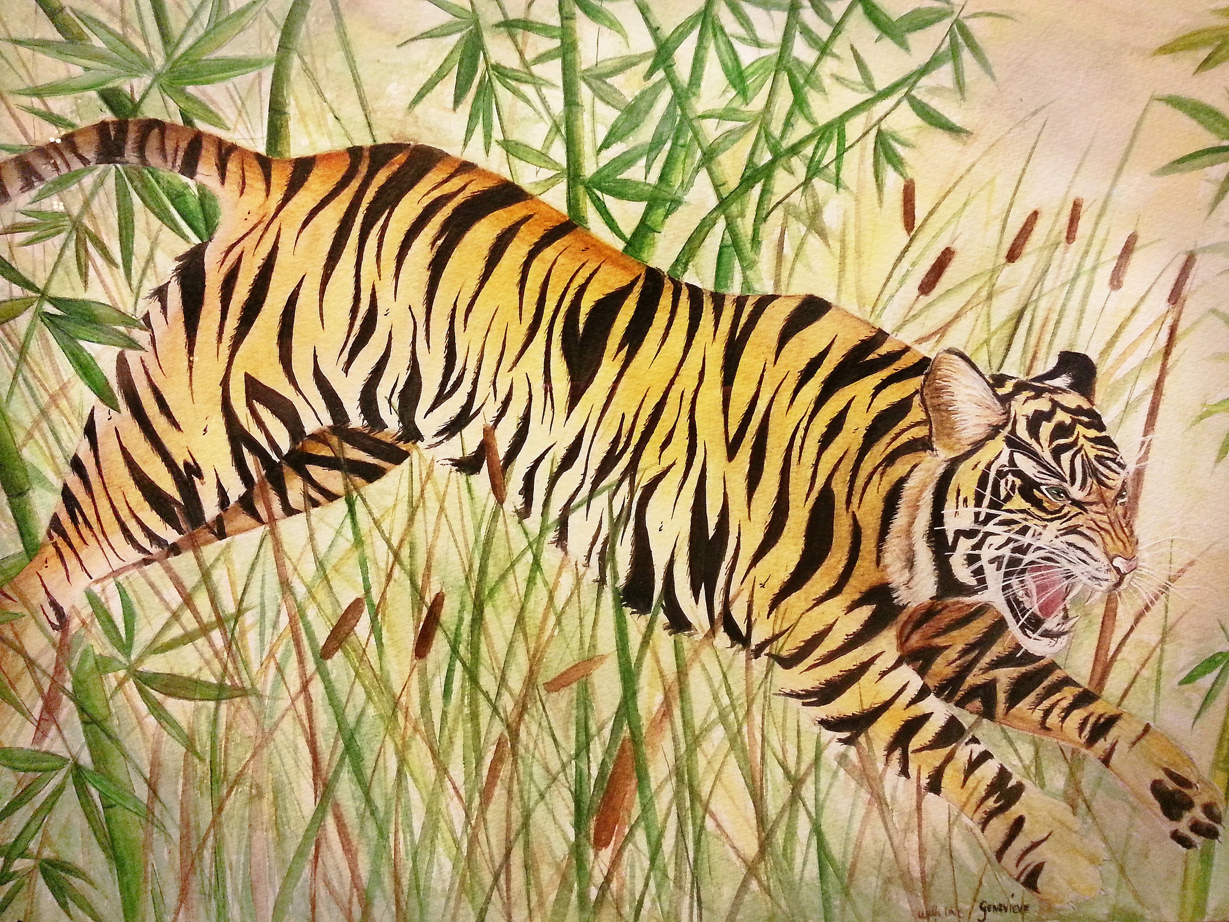 Tigerwatercolour_REV.jpg