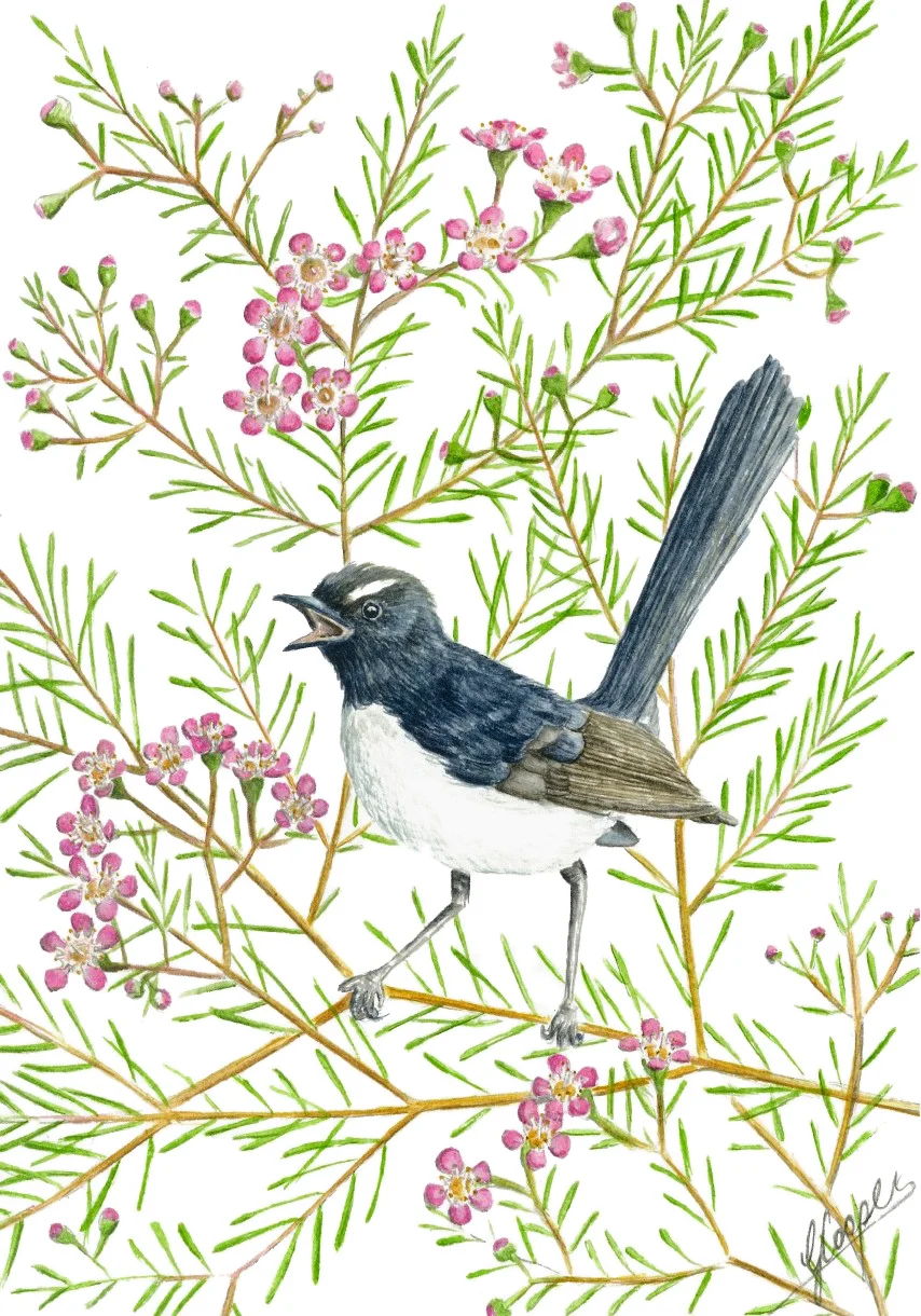 19 Willy Wagtail in Silver Princess.jpg