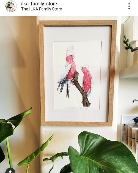 Repost from #ilkafamilystore 
Sharing my Pink &amp; Greys on their insta. Head instore to see what else they have!
.
.
.
#watercolours #localart #perthartist #pinkandgreygalah #art #framed