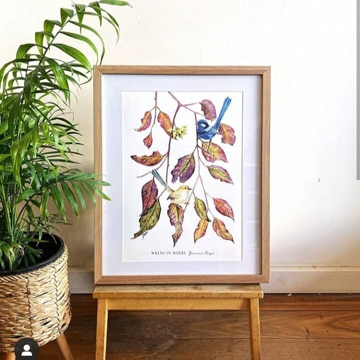 Repost by @ilka_family_store who stock my prints in store! Love what they do ❤
.
.
.
#artist #artwork #watercolours #fairywren #australianart #ilka #joyofcolour #artoftheday #framing #painting #traditionalart #realism #botanicalart