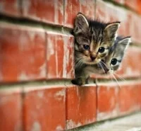 kitties.jpg