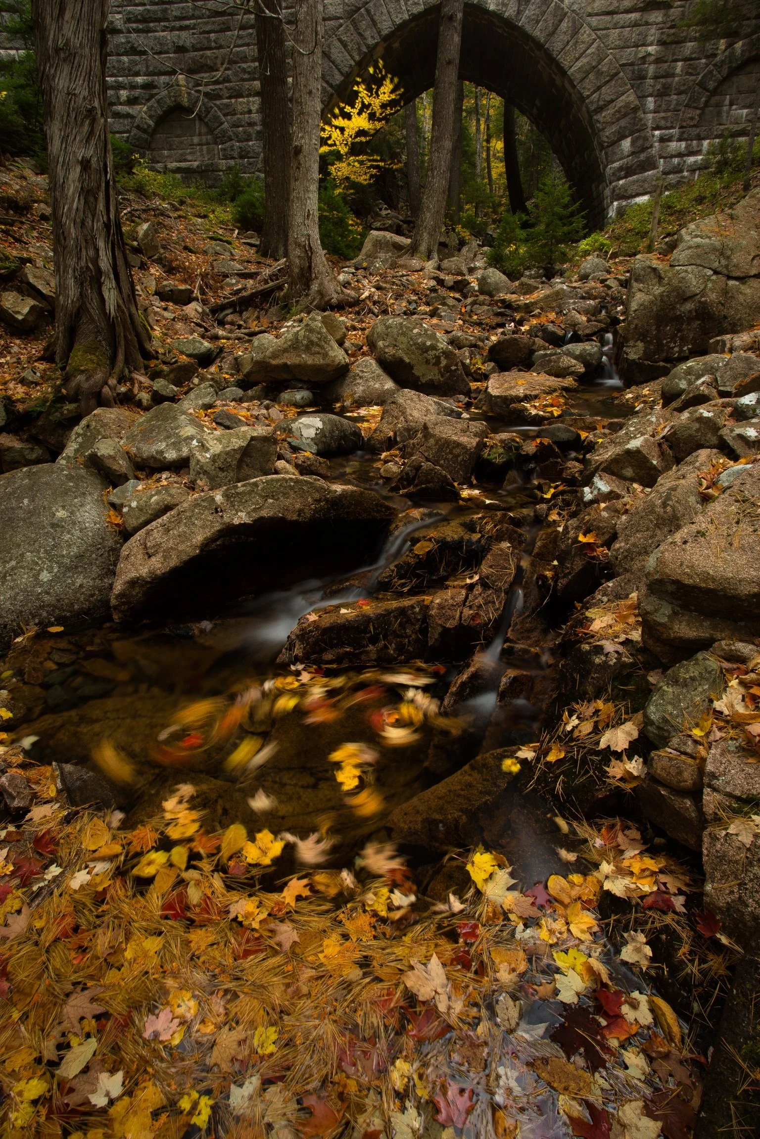 Acadia Bridge Fall Leaves.JPG