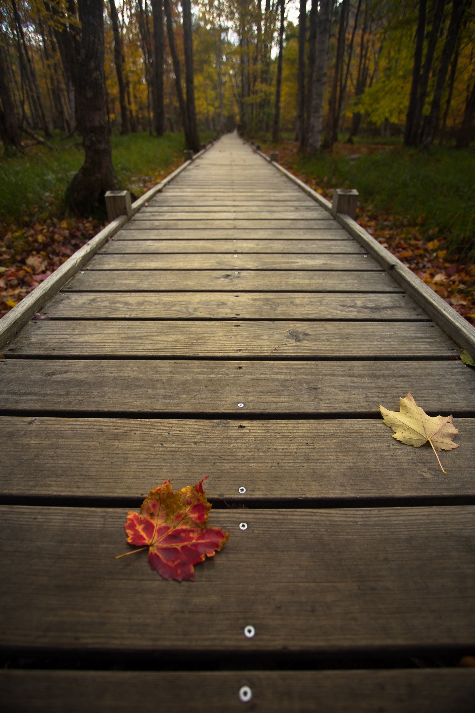 Acadia Fall Path Woods.JPG