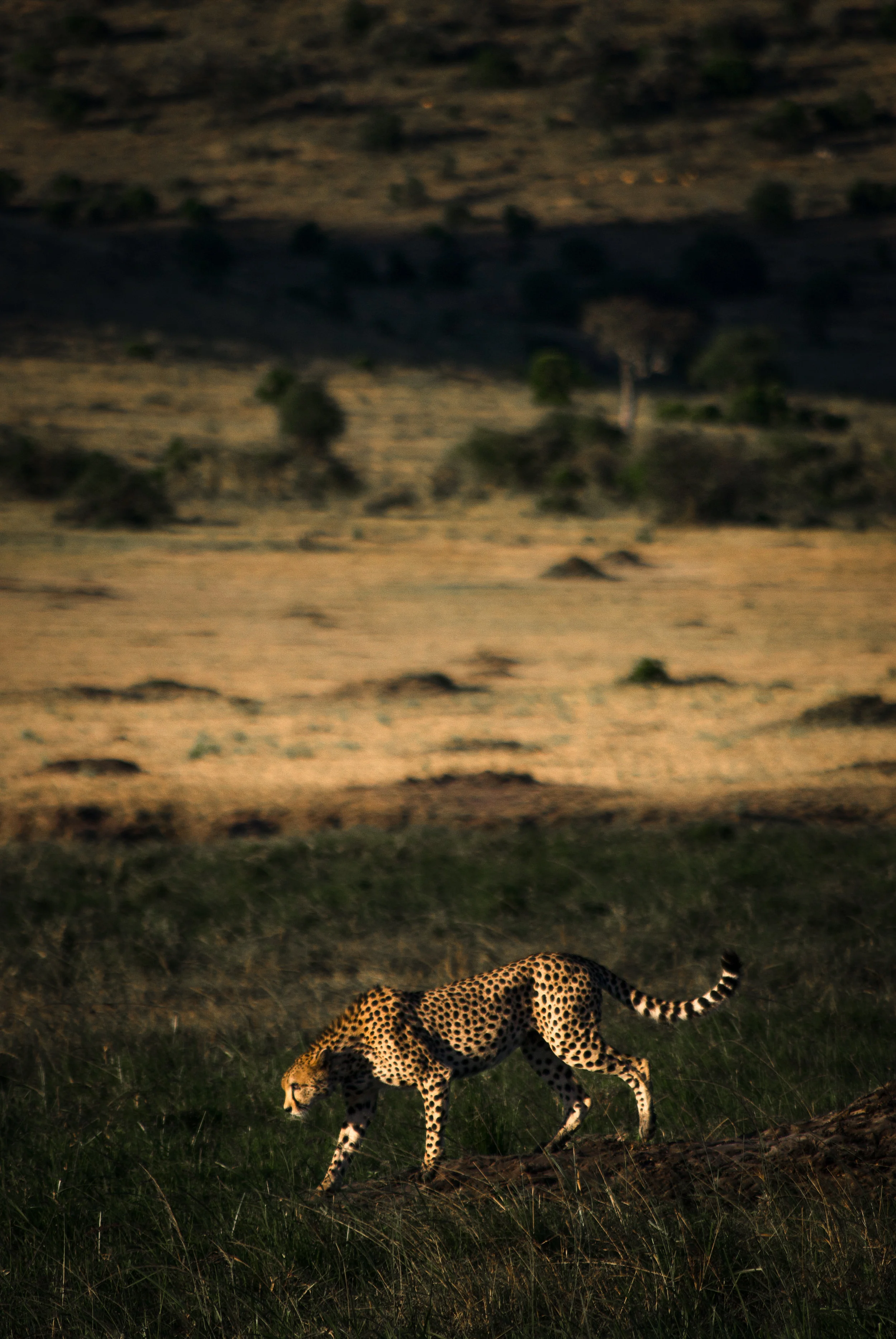 Taken in the Masai Mara National Reserve in Kenya with a Nikon D80.