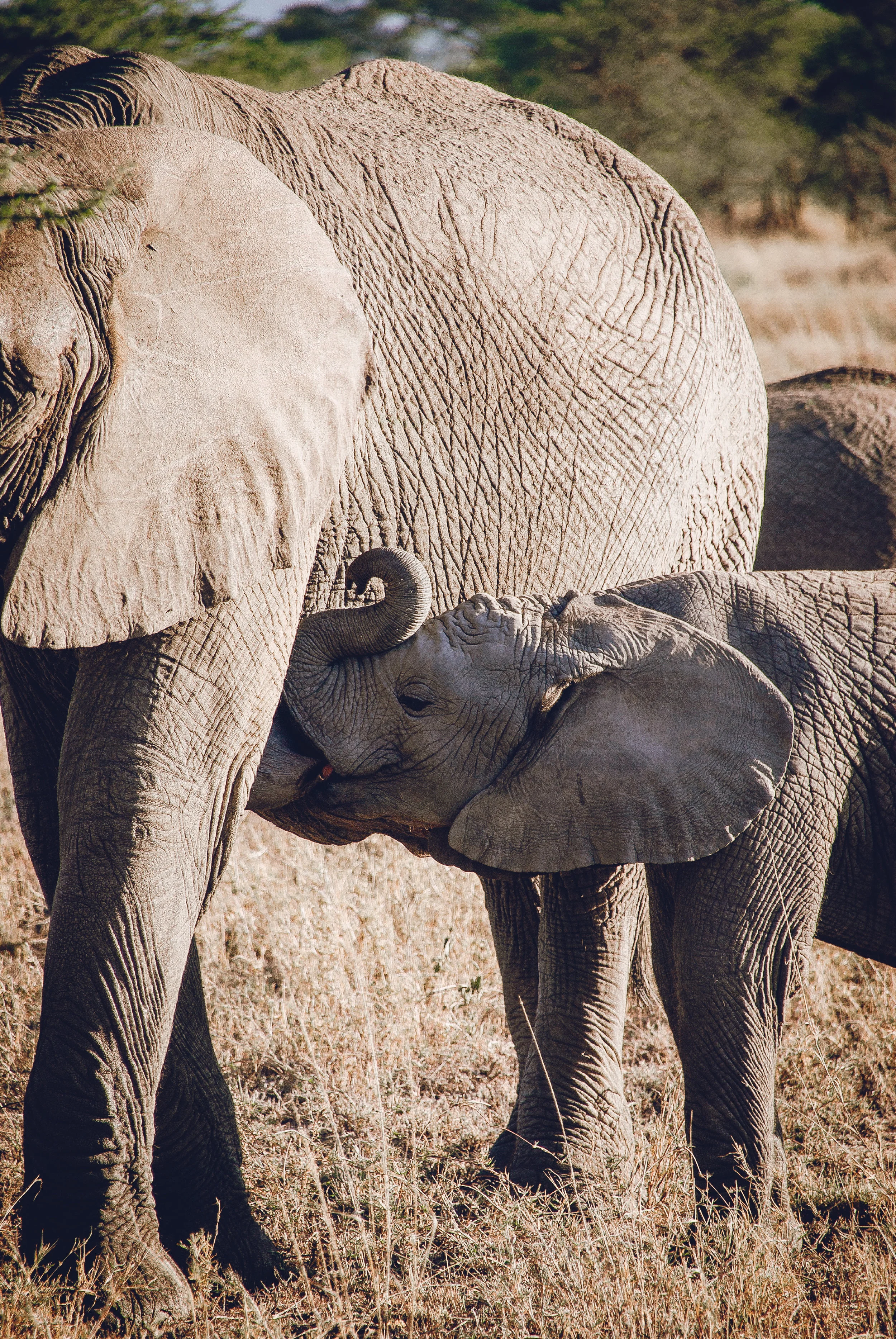 Taken in the Serengeti National Park, Tanzania with a Nikon D80.