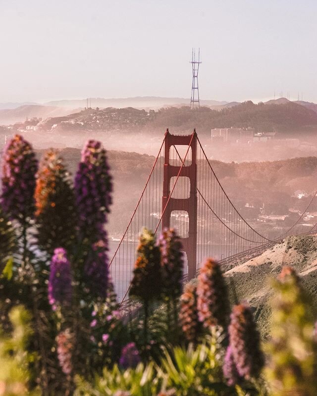 Pretty in pink
.
.
.
#sf #onlyinsf #lifeinsf #sflife #visitcalifornia #goldengatebridge #karlthefog #landscape #landscapephotography #twinpeaks #sanfrancisco #getoutside #view #travelgirl #travelgram #girlslovetravel #thewanderingtourist #buscablogs 