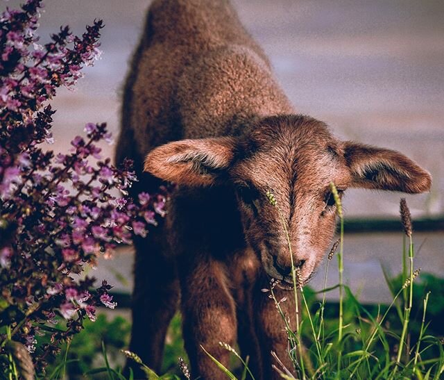 No one:
.
Me and Will: here are some cute pictures of our lamb smelling flowers back in 2018! .
.
.
#farm #farmlife #workandholiday #australia #travelgirl #travelgram #girlsvsglobe #girlslovetravel #traveldreamseekers #girlsthatwander #ladiesgoneglob