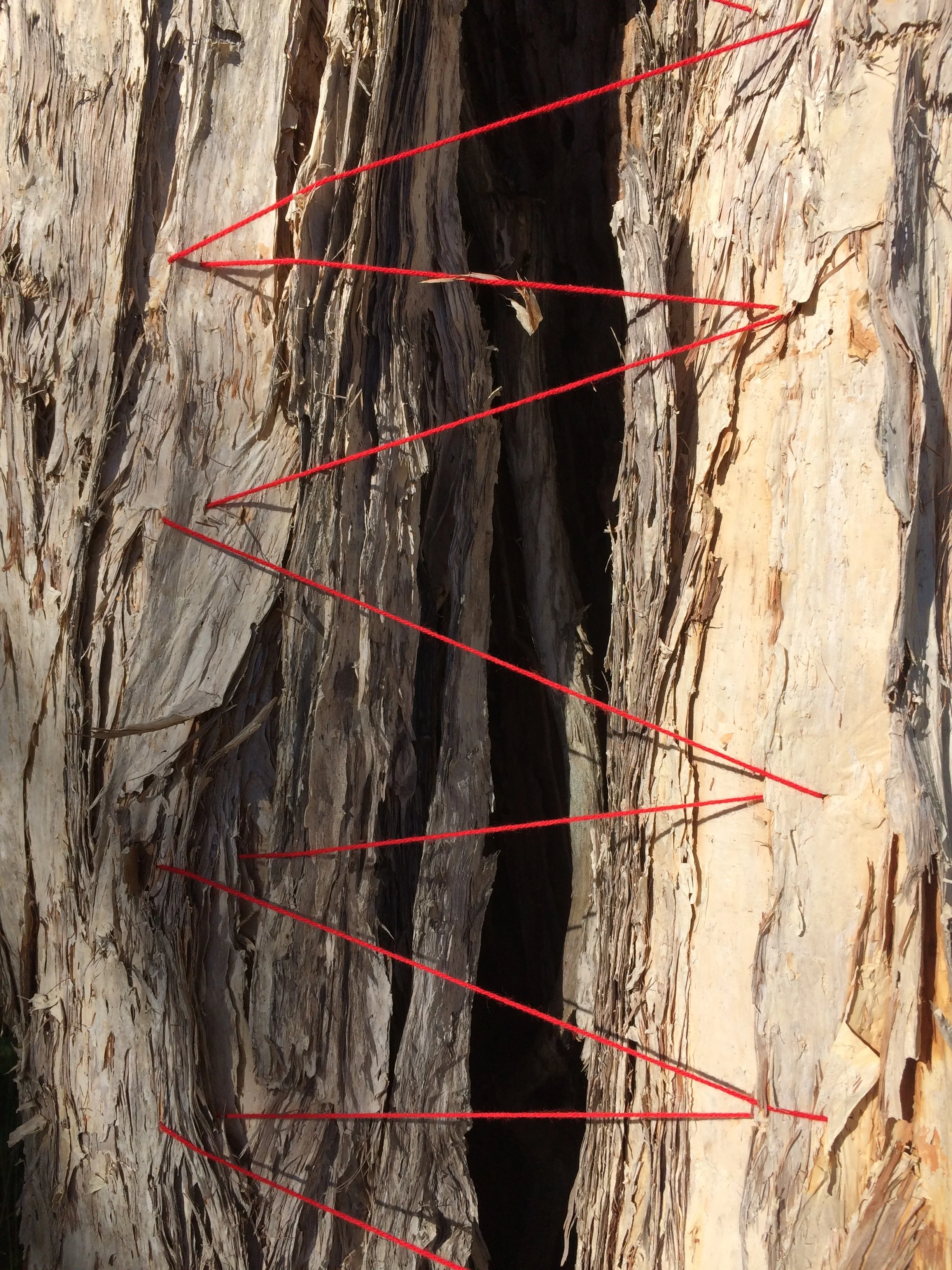 scar tree 2017 (detail)