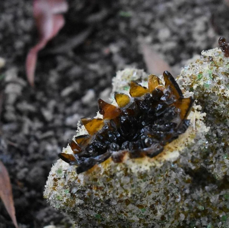 Porifera (Anthropocene) - Papillon 2018.jpg