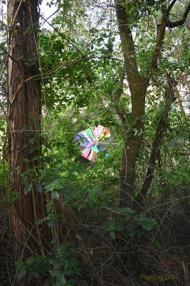 Forest Opal - Papillon 2018.jpg