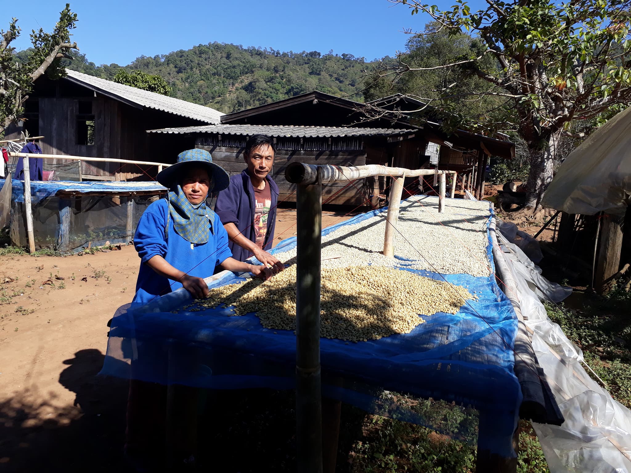 Tidaporn's parents drying the Aribica coffee beans