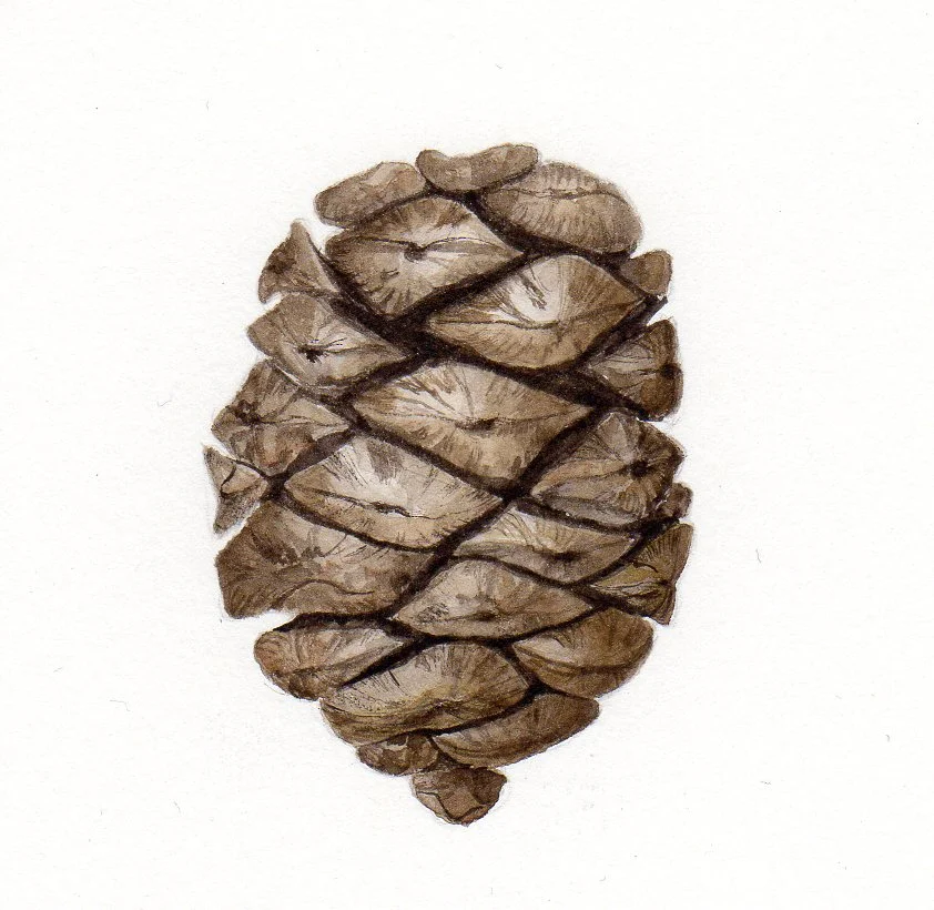 Sequoia cone