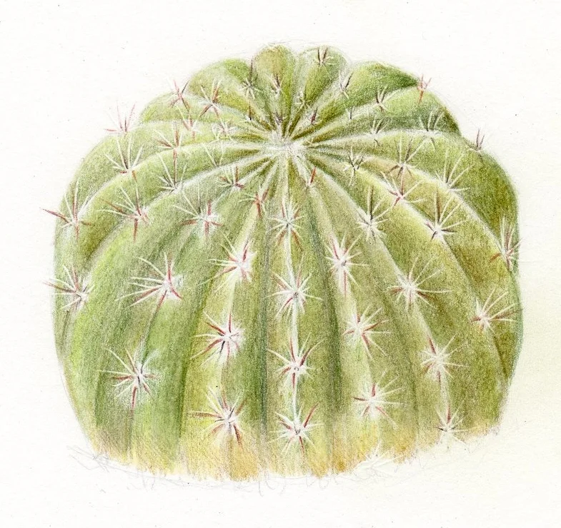 Cactus spines