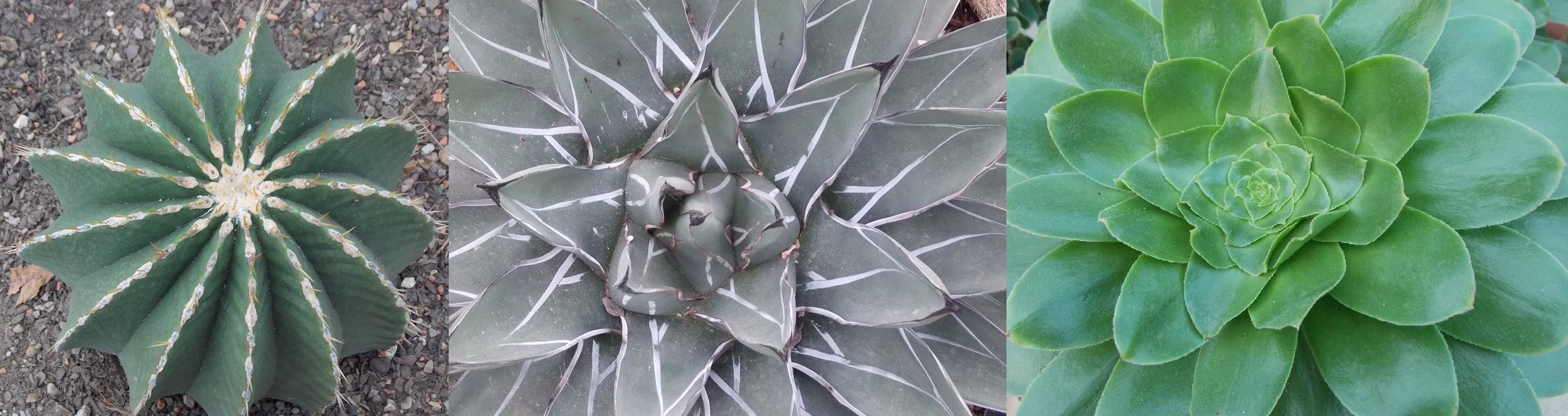 Fibonacci spirals spotted at Kew Gardens