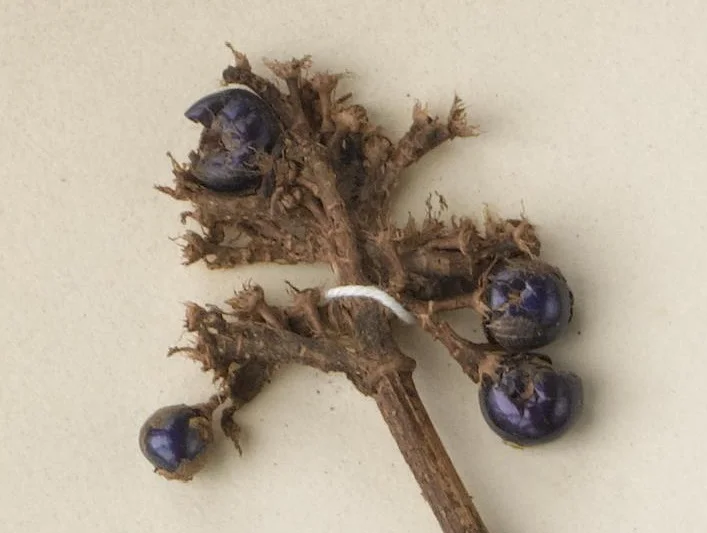 The berries on this specimen are about 5mm in size and retain their metallic blue appearance which is caused by structural colour rather than pigment.