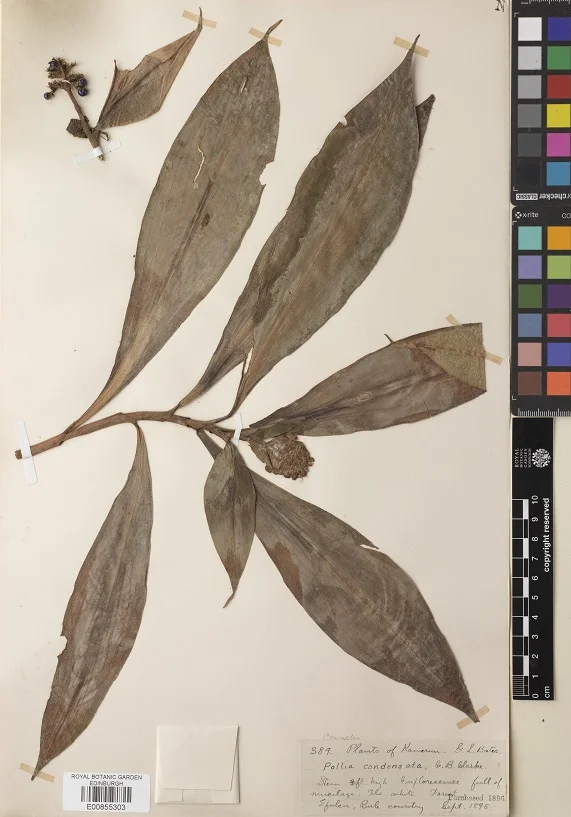 A herbarium specimen is a dried and pressed plant that is mounted on paper alongside a label detailing where and when the plant was collected. Herbaria around the world have millions of these specimens available for scientific study.