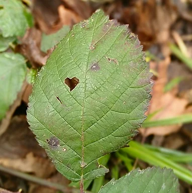 Heart shaped hole nibbled in a bramble leaflet