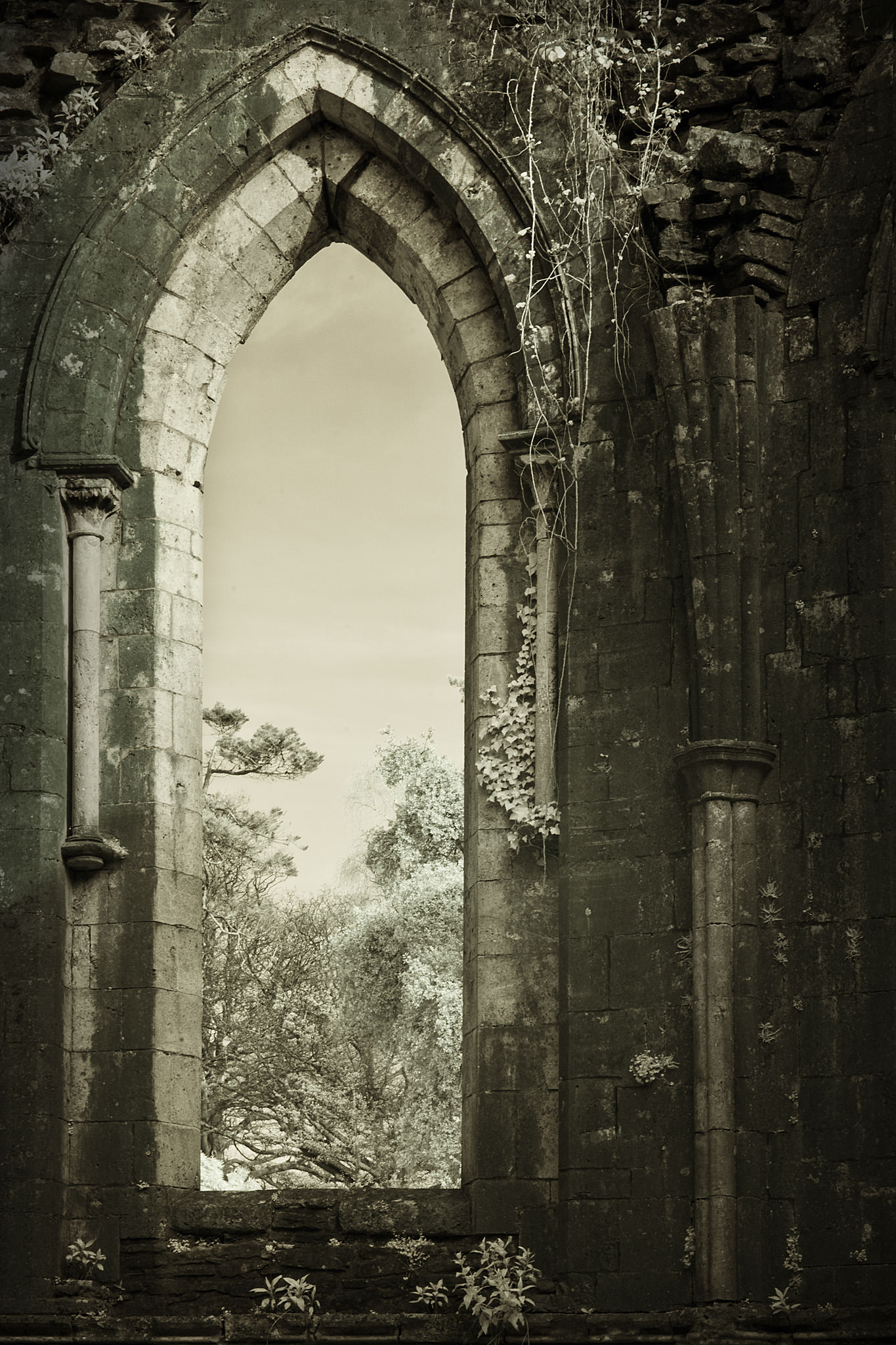 Margam-Abbey-Window.jpg