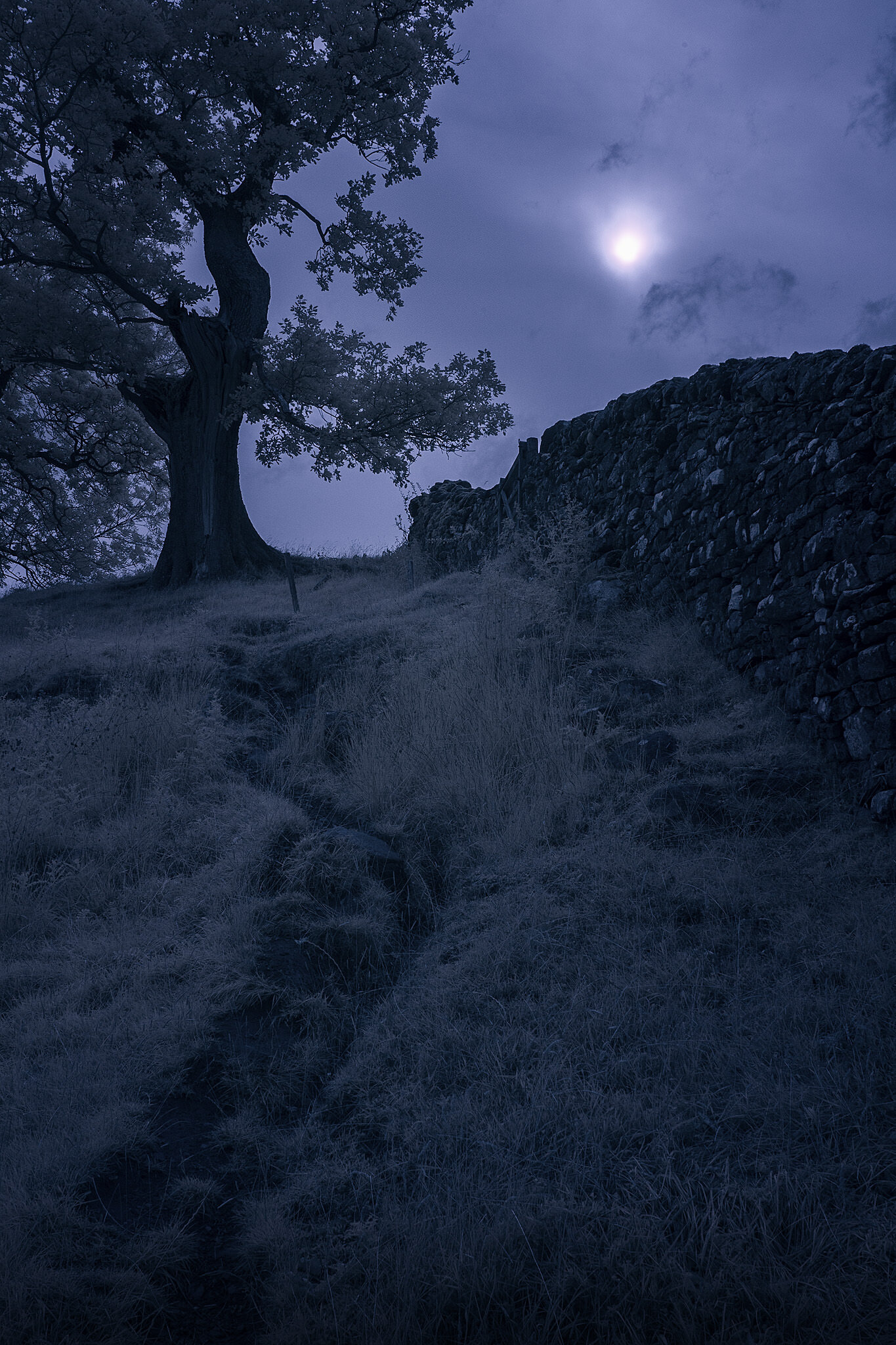 Shap-Abbey-Tree.jpg