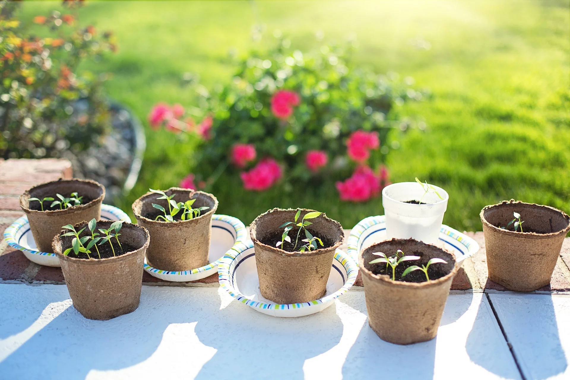 Copy of seedlings-2708679_1920 (1).jpg