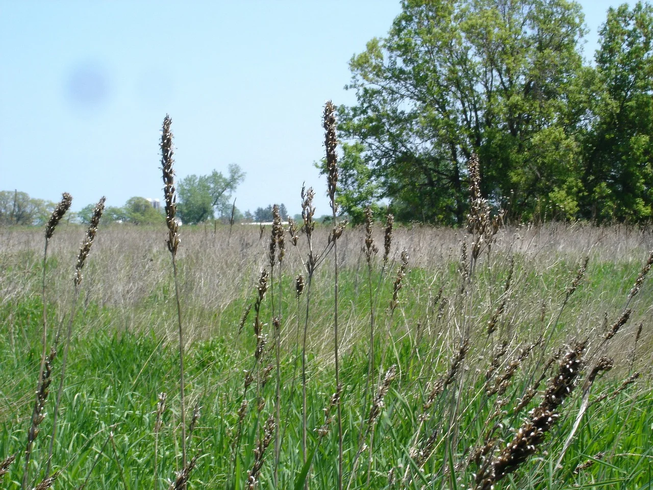 wild grass (2).jpg
