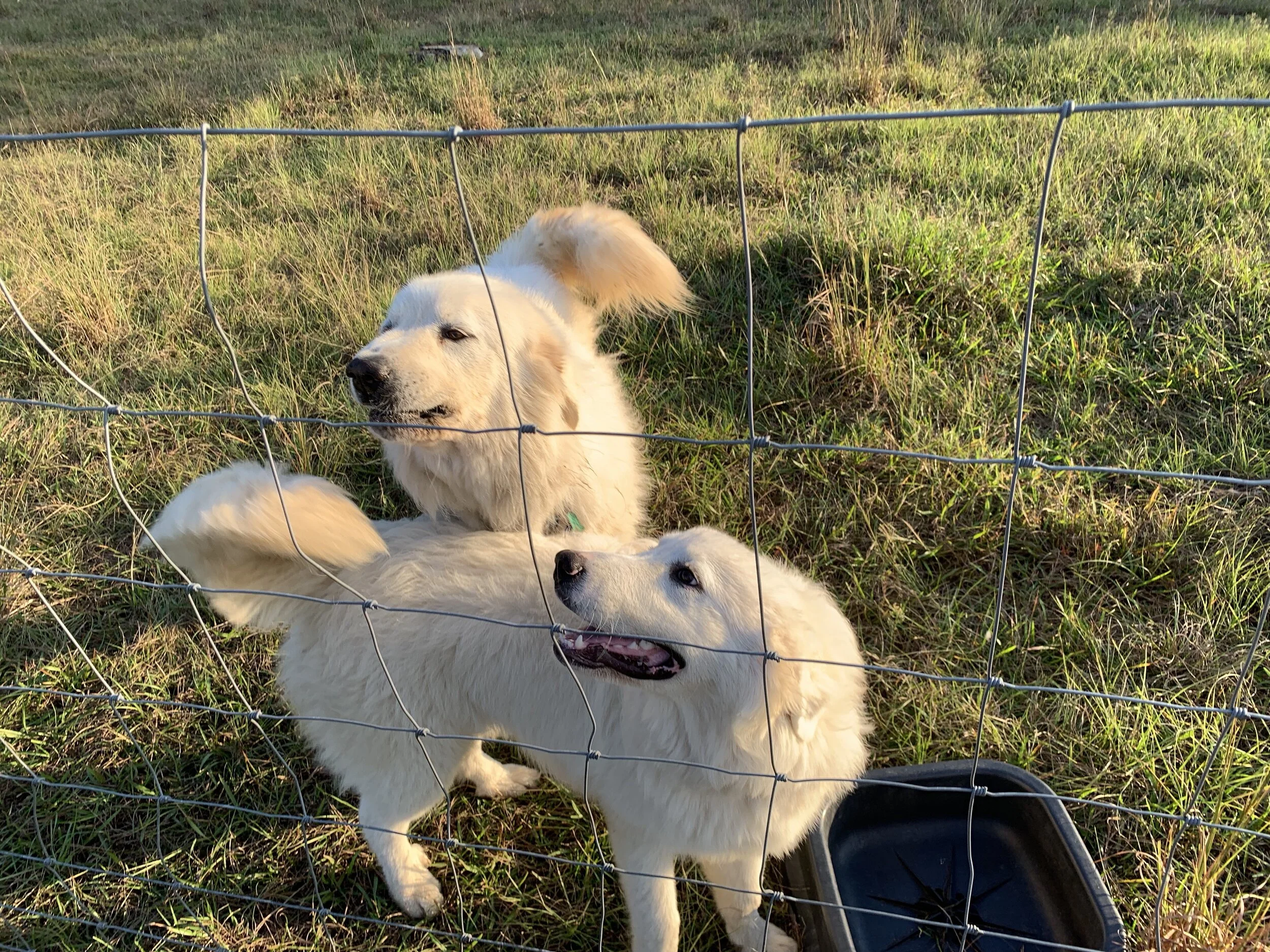 The Order of the Great Pyrenees (Poem)