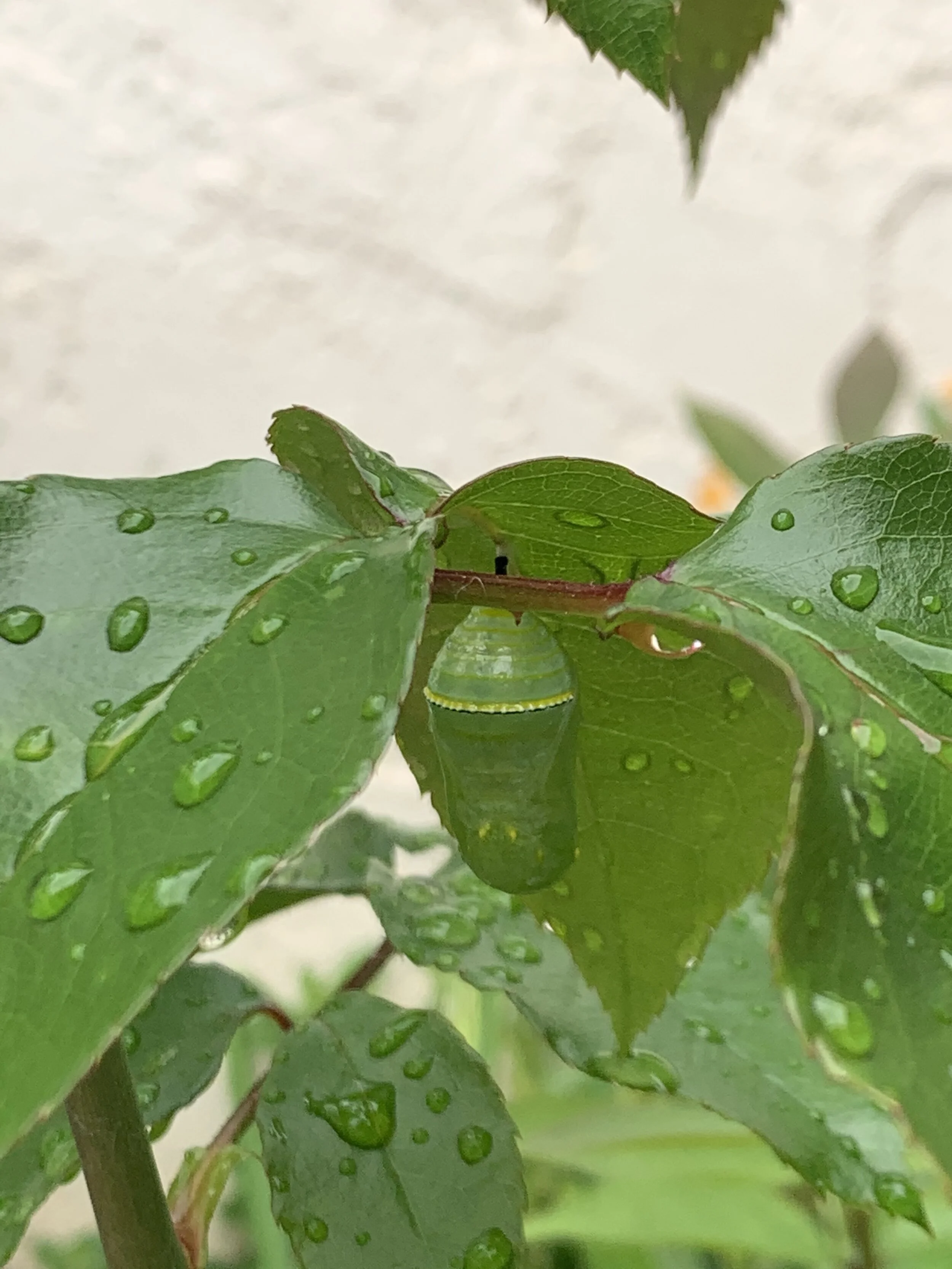 Follow This Ancient Thread (Tao Te Ching 14)