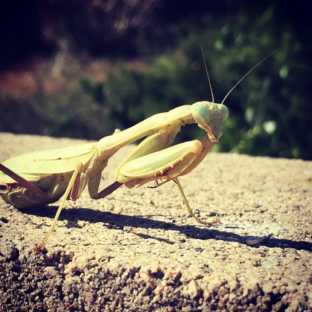 Like many ancient wisdom traditions (See Proverbs 6:6: “consider the ant, you slacker”) the Tao Te Ching reflects on natural phenomena and the behavior of the living beings, which are called the “Ten Thousand Things” in the original Chinese, though …