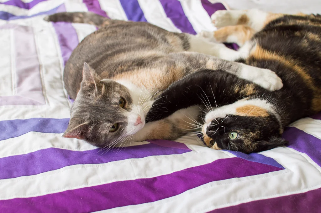 I swear they actually love each other...