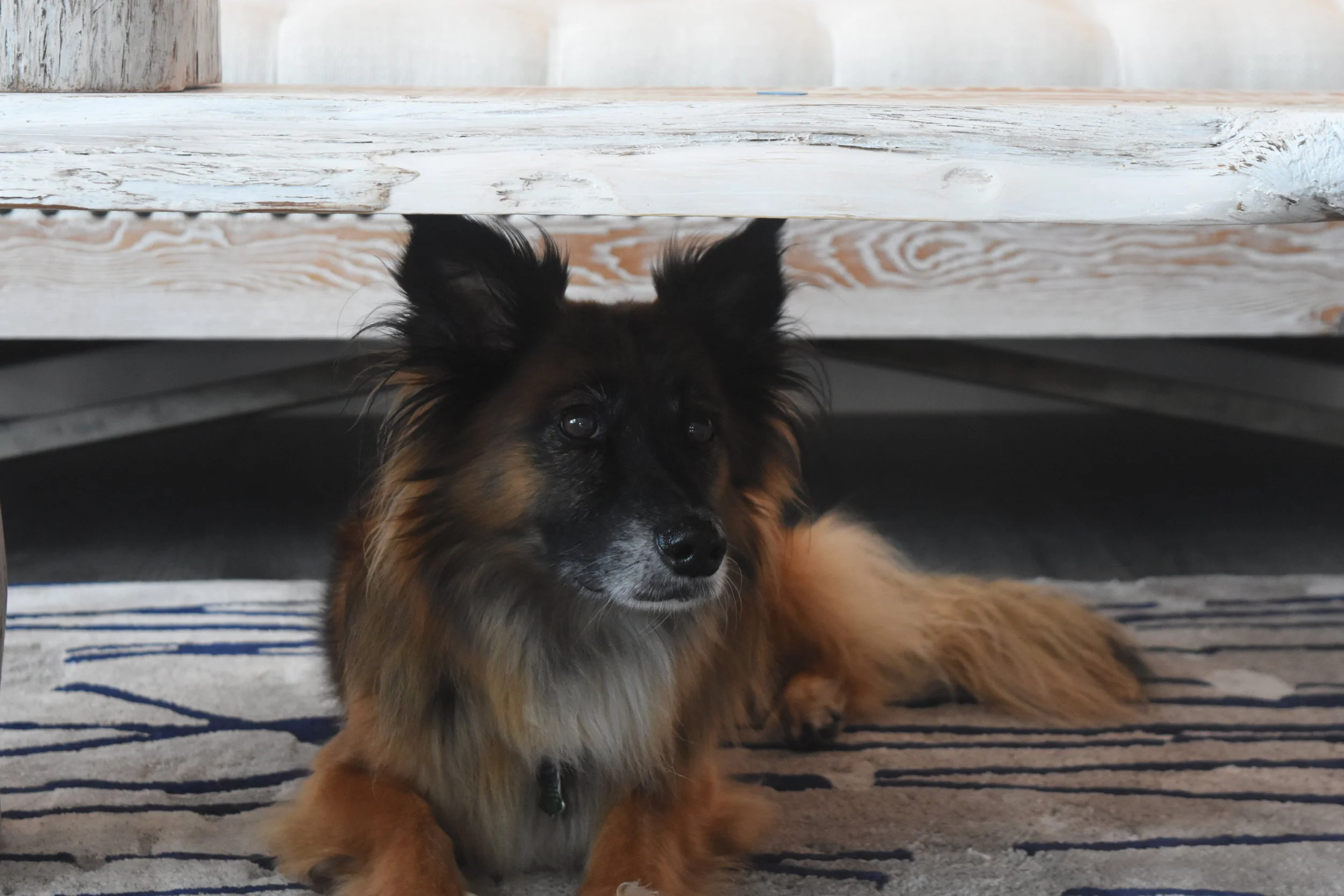  Weeks's favorite wood shop helper, Hairy.&nbsp; 