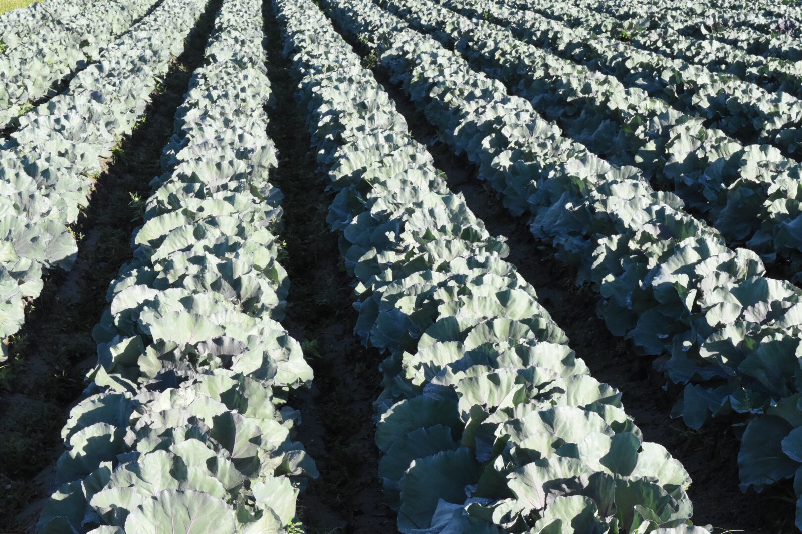  The Farm specializes in growing red and white cabbage, which was planted in early September.&nbsp; 