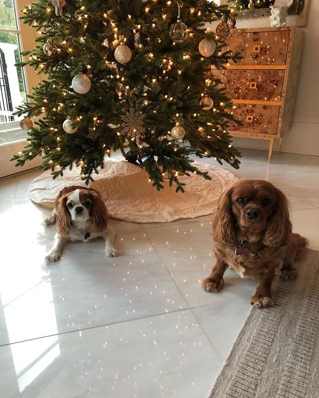 Hey guys! Sorry I haven&rsquo;t posted in a while but go follow my dogs Instagram page! @cavs_prince_and_ruby 🐶