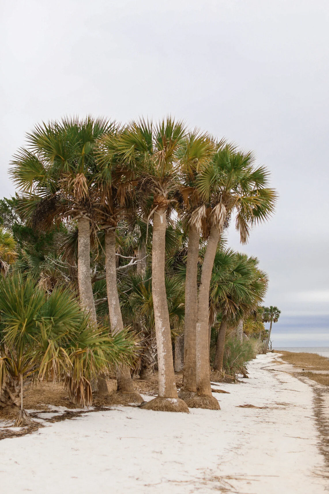 St Marks Wildlife Refuge Wanderings - Tallahassee, Florida Family Photographer - Sara Lynn Photography