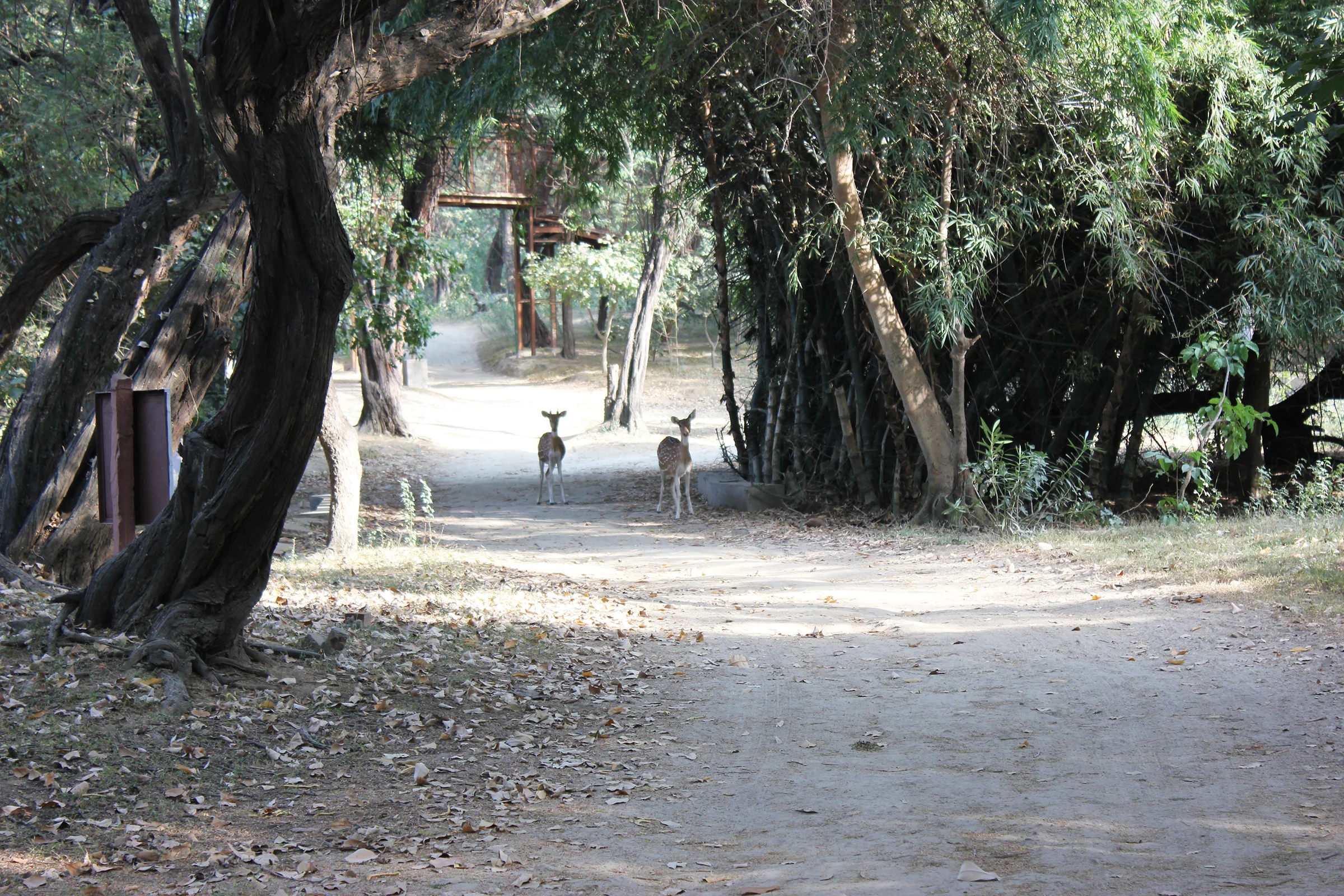 Spotted deer in the forest of the Sloth Bear Sanctuary.