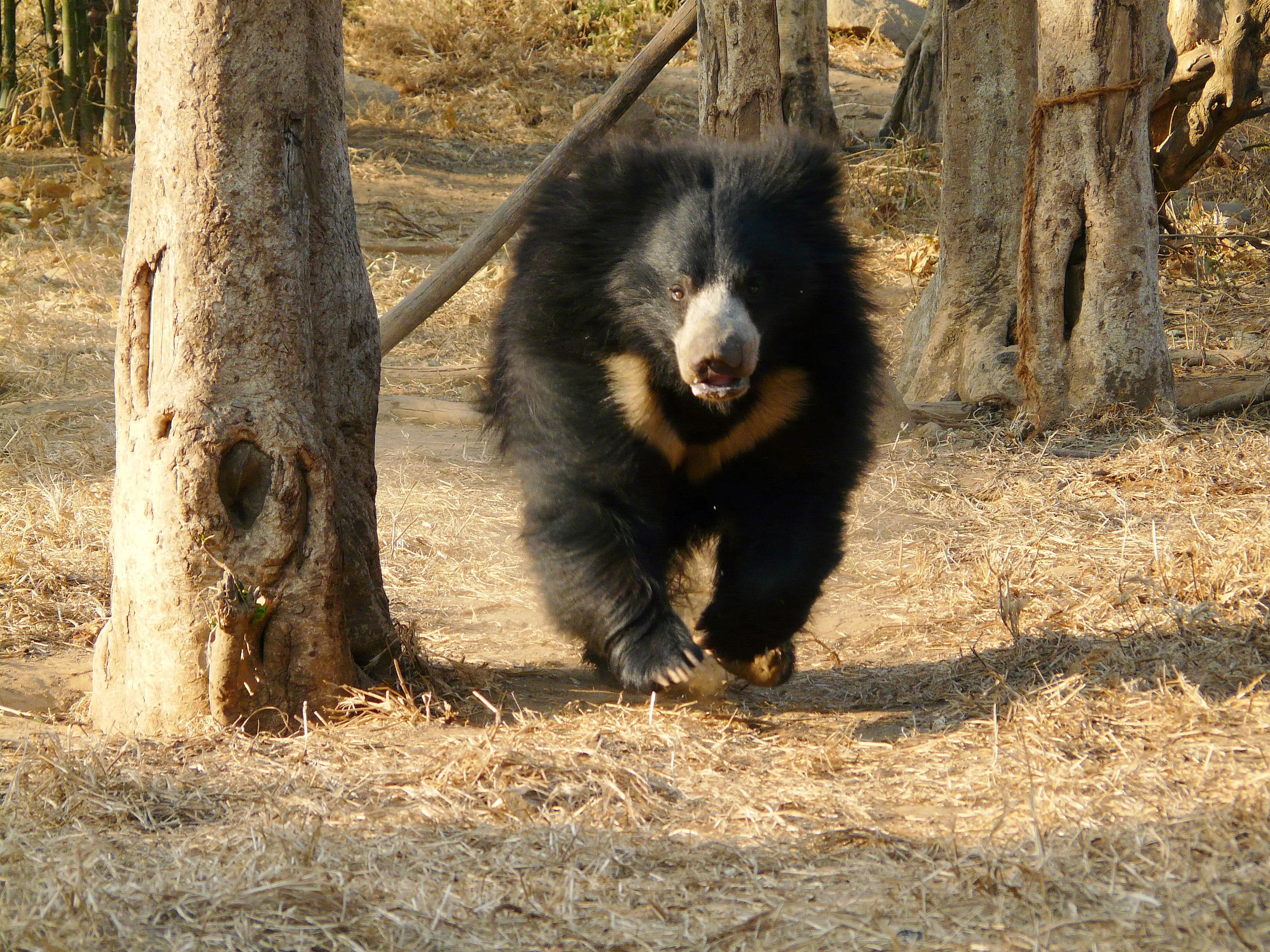 Photo: wildlifesos.org