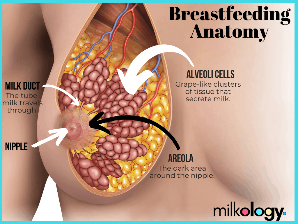 Anatomy of Breastfeeding • Kopa Birth®