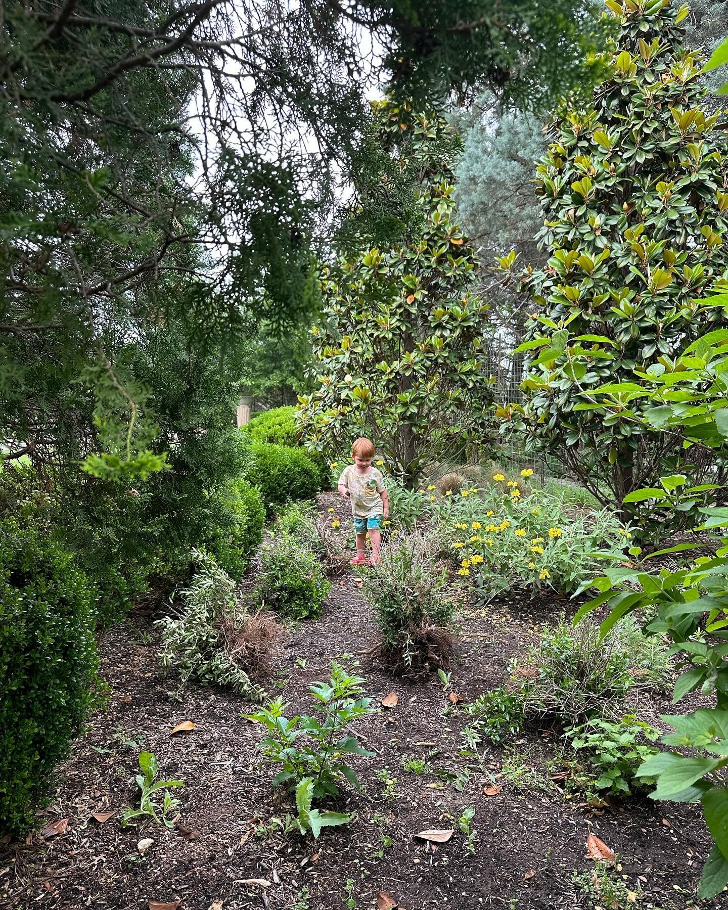 A little helper 💚

#earthday #landscape #magnolia #jerusalemsage #landscapedesign #design #designer #garden