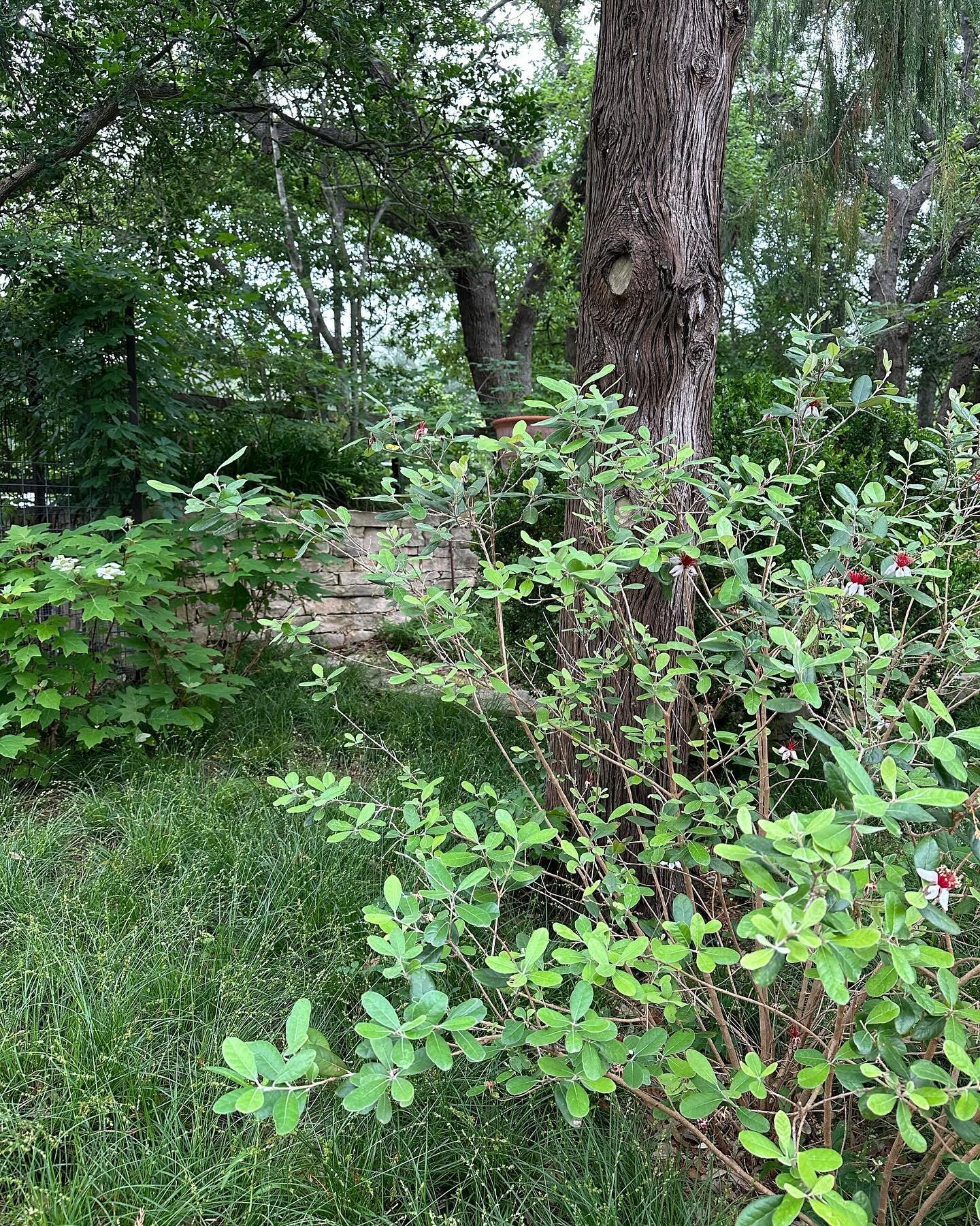 Rainy day blooms 💚 🌧️ 🌱 

Planting design: @studio8sc 
Installs: Big Tree LLC

#bloom #planting #plantingdesign #plantingdesigner #plants #spring #landscape #residentialdesign #garden #gardendesign #design #landscapearchitect