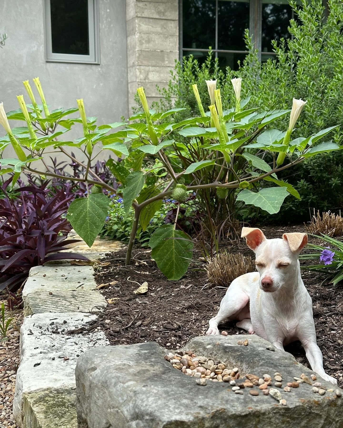 At least someone loves the heat ☀️ 

#dogsofinstagram #datura #puppy #nativeplants #garden #landscape #landscapedesign