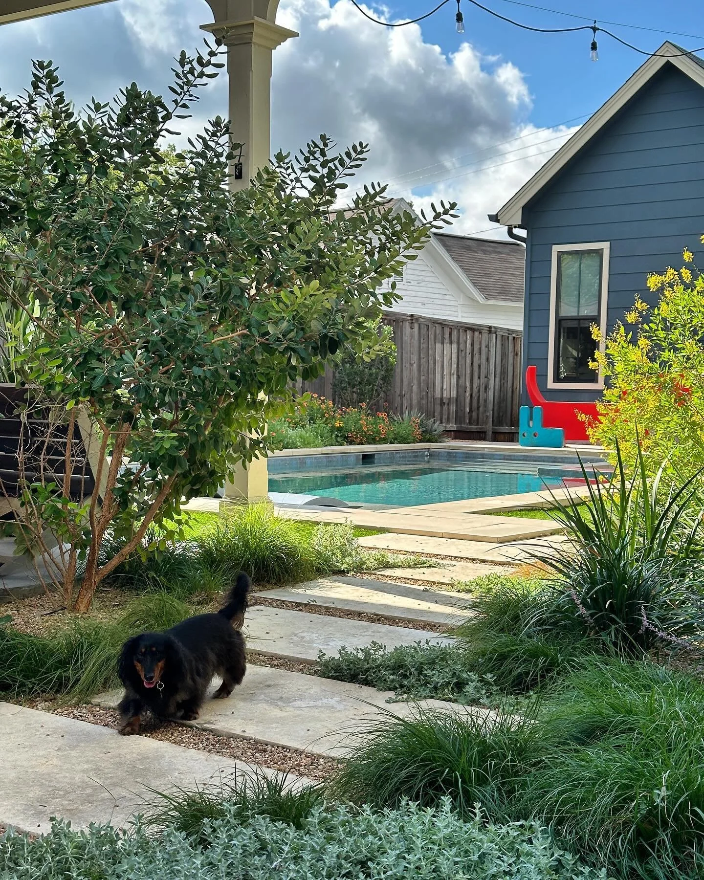 Growth update on our eastside project complete with doggie cameo 🌭. The wildflowers in the back are 💛💚💛

Landscape architect: 8Sc ♾️ @studio8sc 
Install: Big Tree LLC 🌲 

#pool #design #landscape #landscapedesign #residentialdesign #wildflowers 