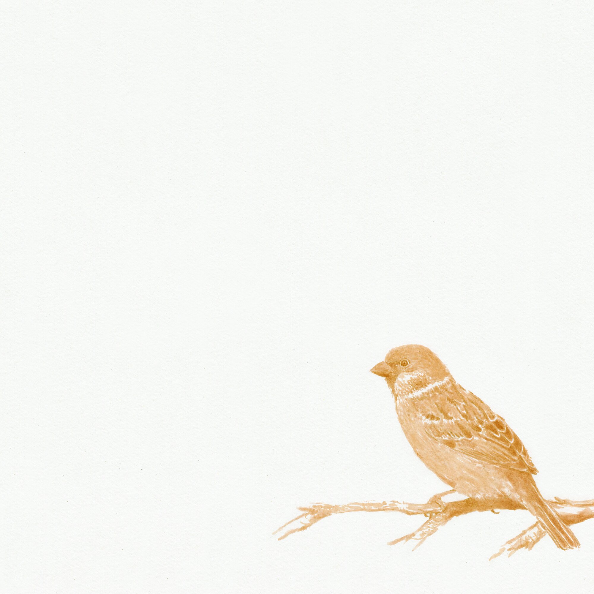 #19-Sparrow.jpg