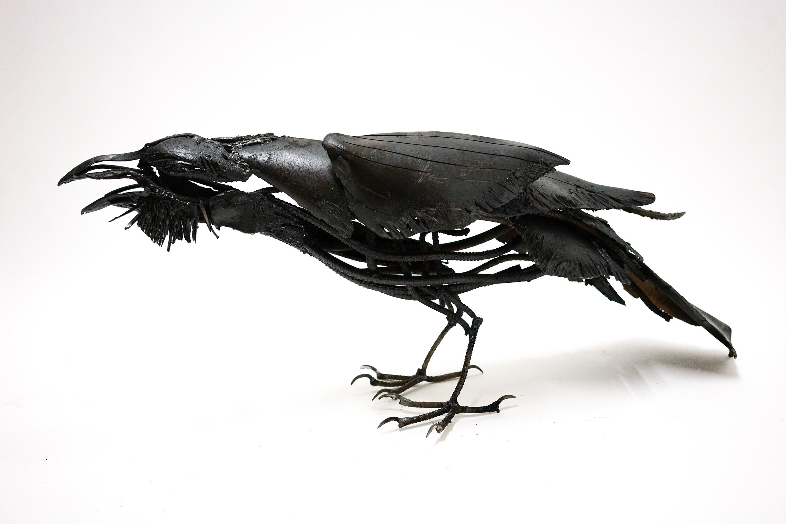 15. Raven Cawing.jpg